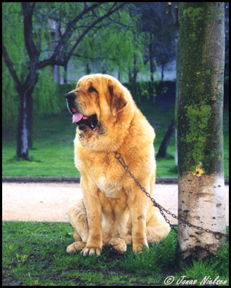 Gaspar de Trashumancia - Open Class Males, Exc. 6 - Monográfica AEPME 1999
(Jorgito de Trashumancia x Roja de Trashumancia)
Born: 25-07-1996 
Breeder & owner: Luis Esquiró Bolaños

Photo: Jonas Nielsen - © Copyright. 
Keywords: trashumancia 1999