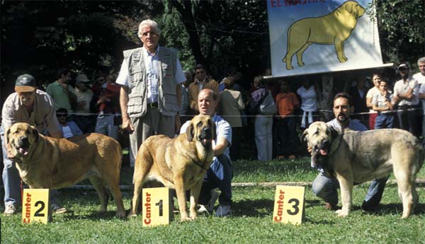 2: Señora de Autocan, 1: Flor de Buxionte, 3: Tizona de Buxionte - Young Class Females, Barrios de Luna 12.09.2004
Keywords: 2004