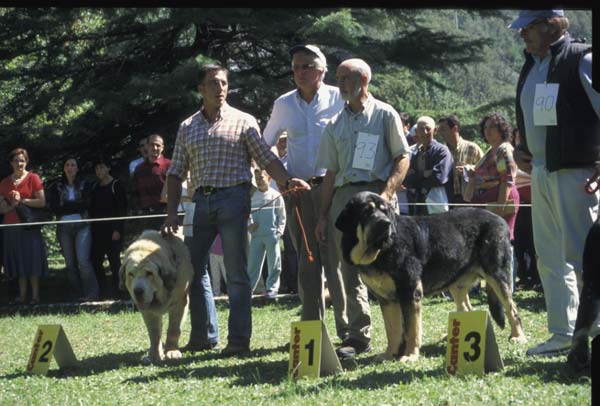 Open Class Males - Abierta Machos - Barrios de Luna 12.09.2004
Keywords: 2004