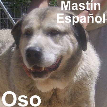 Adoption - OSO
Más fotos & info: [url=http://adopciones.protectorahuellas.org/perro.asp?ID=1480] Protectora Huellas - Oso [/url]
Raza: Mastín Español 
Tamaño: grande  
Edad: 6 años 
Sexo: macho 

Persona de contacto: Isabel / Tina / Sonsoles
Teléfono(s): 8+34) 685 840 066 / (+34) 629 165 788 / (+34) 605 881 136
e-mail: adopcion-huellas@firmas.org 

Este estupendo y fabuloso perro ha sido, por desgracia, el protagonista de una historia francamente triste y dura, para tan noble, bondadoso y magnífico animal.

SU DURA HISTORIA:
Oso fué recogido, tras una llamada a la protectora, "nuestro hoy corazón de oro", se encontraba en una poza de una escavación con el agua literalmente al cuello, era francamente imposible sacarle de allí y se estaba quedando congelado y lo peor apunto de ahogarse, hoy agradecemos la fantástica ayuda que nos proporcionarón los bomberos y voluntarios, sin los cuales hubiera sido imposible salvar a Oso.
Tras llegar a la protectora, le secamos y "requete" secamos ya que se encontraba en situación absoluta de hipotermia.
Desde el primer momento este noble animal agradecio infinito el trato recibido. Su nobleza, su situación, sus ganas de vivir, nos conmociono a todos.
Hoy la protectora ya ha iniciado las investigaciones y tramites oportunos para que el culpable de tal atrocidad no quede impune, esperando que siguiendo los pasos oportunos y legales la justicia sea realmente dura con el actor de semejante barbarie.
Oso ha recuperado de nuevo las ganas de vivir, atrás quedo ese atroz episodio que protagonizó. Desde el primer momento mostro su carácter inconfundible y de el que hoy hace gala, es un verdadero bonachón, tranquilo, amable y realmente noble a más no poder.
Su mirada y sus comportamientos delatan día tras día, ese agradecimiento, sabe perfectamente que le hemos salvado la vida y de una muerte espantosa, lenta y dolorosa, sabe que es nuestro "corazón de oro" y ahora espera que tú le hagas parte de tu vida, que encuentre un hogar verdadero, para seguir demostrando todas sus virtudes y encontrar de verdad el cariño de una familia que le haga por siempre olvidar su pasado.
Para Oso buscamos excelentes adoptantes, Oso ha vuelto a nacer literalmente, su estado de salud actual es estupendo según revisión veterinaria, todavía tiene una vida por delante que tanto para él como para su adoptante puede ser francamente feliz, porque Oso es un perro fabuloso en todos los sentidos. De todos es sabido el carácter noble, bonachón y tranquilote de esta raza, pero en el caso de Oso por su vivencia pasada se multiplica por 10 al recibir una caricia o un gesto amable.
Precioso Oso espero que lo antes posible encuentres ese hogar que tanto mereces, sé que si vienen a conocerte lo encontrarás seguro, solo tendrán que darte una palmadita de afecto y podrán ver por que te llamamos "nuestro corazón de Oro".
Fabuloso carácter con niños y adultos, no sabe lo que es un mal gesto.
Con sus congeneres hembras se lleva de fábula.
Oso te esta esperando ven a conocerlo

Mots-clés: huellas