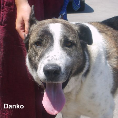 Adoption - DANKO
Más fotos & info: [url=http://firmas.org/adopciones/perro.asp?ID=1485] Protectora Huellas - Danko [/url]
Raza: Mastín x 
Tamaño: grande  
Edad: 2 años y medio 
Sexo: macho 

Persona de contacto: Isabel / Tina / Sonsoles
Teléfono(s): 8+34) 685 840 066 / (+34) 629 165 788 / (+34) 605 881 136
e-mail: adopcion-huellas@firmas.org 

Este estupendo perro es Danko, un bonachón y maravilloso animal.
Danko busca un hogar en donde ser la delicia de sus dueños, perro bueno y panchorro, agradecido y tranquilote.
Danko sería feliz en una casa con jardín o finca en donde vivieran sus propietarios, le gusta la compañía humana, si bien no es un perro agobiante. Muy agradecido al buen trato, y un solete.
Se lleva bien con otros congeneres hembras.
Muy buen carácter con niños y adultos, ahora Danko busca su definitivo hogar.
Danko es un precioso cruce de Mastín, un poco más pequeño, su altura es de 66 cm a la cruz desde el suelo y su peso aprox. de 40 kilos, de longitud 82 cm desde la cabeza al inicio del rabo.
Se entrega con contrato de adopción, vacunas al día, castrado, con analisis negativos de Leishmania, etc...
Danko te esta esperando ven a conocerlo

