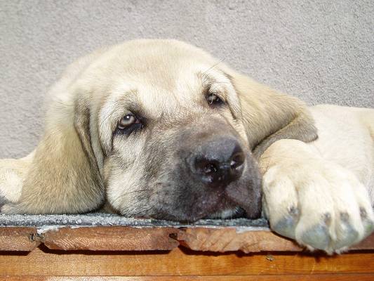 Ramonet - 10 weeks old puppy
(Ron de Babia x Trufa de Trahushumancia)
Keywords: tornado puppy cachorro