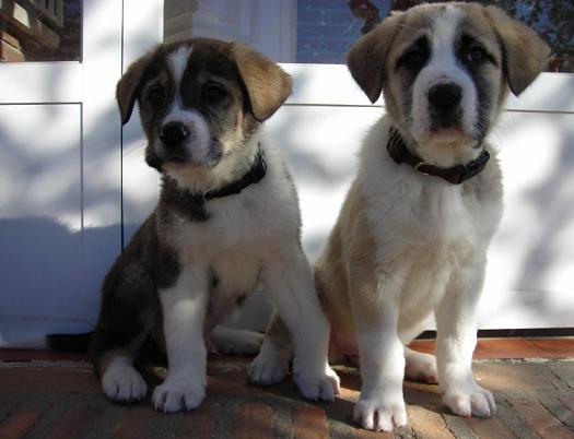 Adoption - Thor y Maya, mastines de 5 meses
[url=http://tupuedessalvarle.blogspot.com/[ WEB [/url]
¡¡¡URGENTE!!! NECESITAN ADOPCIÓN. Thor y Maya, mastines de 5 meses.

Están en Talavera (Toledo)
CONTACTO:adopciones@ashaprotectora.es 

