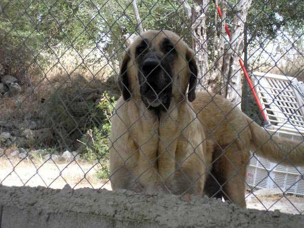 Luna del Collado de Los Lobos - July 2005
(Sultan x Tracia del Fontanar)
