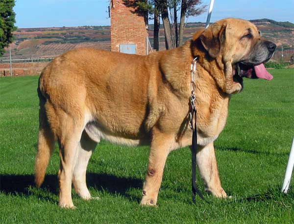 Ch. Ron de Autocan - Exc. 2 Champion Class Males - XXV Monográfica AEPME - 30.10.2005
(León de Autocan x Berta de Autocan) 
Born: 29.09.2000
Breeder & owner: Isidro García  

Keywords: 2005 autocan