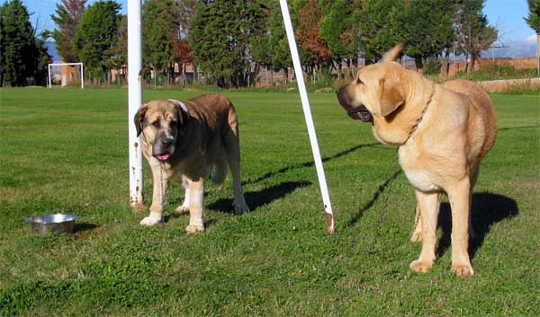 At the left: Bosnia de la Tercia, Exc. 5 - Open Class Females, XXV Monográfica AEPME, Agoncillo, La Rioja, Spain - 30.10.2005
Bosnia: Sony de Montes del Pardo x Anuna de la Mesta) - Born: 16.12.2000 - Breeder: Luis A. Martínez. owner: Sergio de Salas 

At the right: ?  

Keywords: 2005 pardo