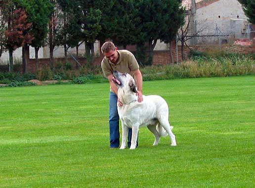 Copo Albo de Alcántara -  XXV Monográfica AEPME 30.10.2005
(Tunante de Autocan x Pury de Valdejera)
Born: 14.10.2003
Breeder: David Fontaine & Sara Villanueva
Owner: Sara Villanueva Alcántara  

Keywords: 2005 alcantara