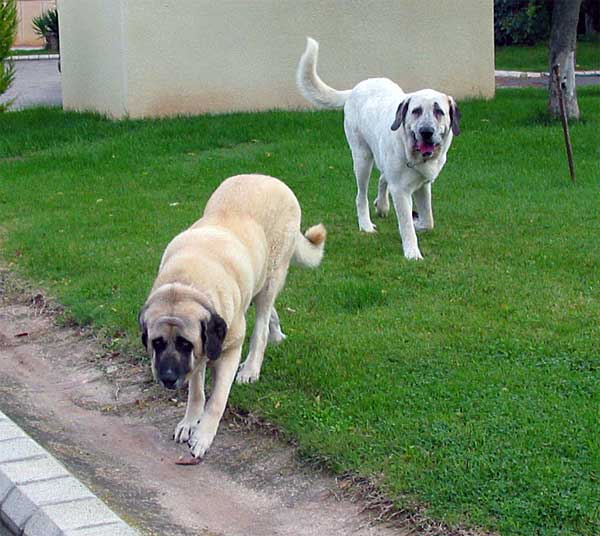 Pury de Valdejera & Copo Albo -  XXV Monográfica AEPME 30-10.2005
Pury: (Golfo de Valdejera x Senda de Valdejera) - Born: 03.06.2001 - Breeder: Eduardo Sierra, owner: Sara Villanueva Alcántara
Copo Albo: (Tunante de Autocan x Pury de Valdejera) - Born: 14.10.2003 - Breeder: David Fontaine & Sara Villanueva, owner: Sara Villanueva Alcántara  

Keywords: 2005 alcantara