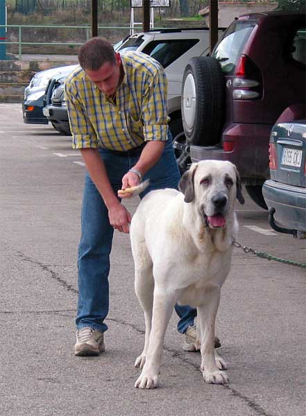 Copo Albo - XXV Monográfica AEPME 30.10.2005
(Tunante de Autocan x Pury de Valdejera) 
Born: 14.10.2003
Breeder: David Fontaine & Sara Villanueva
Owner: Sara Villanueva  

Keywords: 2005 alcantara