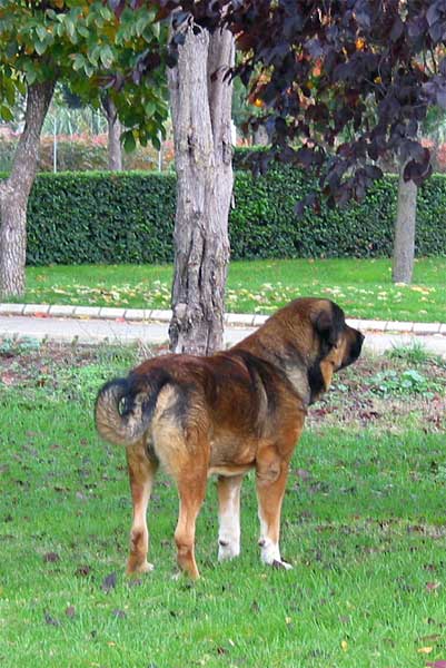 Osito de Los Cuatro Elementos - XXV Monográfica AEPME, Agoncillo, La Rioja, Spain - 30.10.2005
(Ch. Tango de la Corredera x Linda de Autocan)
Born: 20.12.2002
Breeder & owner: Juan Carlos Lopez Gonzáles 
Keywords: 2005 cuatro