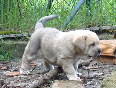 Puppy from Ablanera
(Moroco de Fuente Mimbre x Nena de Ablanera)  

Keywords: cachorro