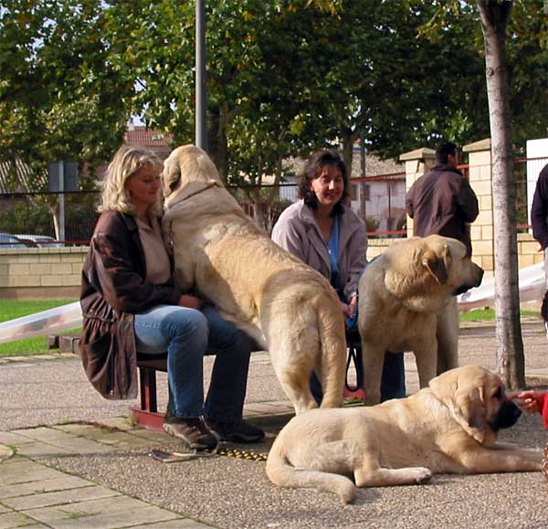 Zazi Mastibe (puppy), Feya Mastibe & Fenix Tornado Erben - with the breeders from kennel Mastibe and Tornado Erben - XXV Monográfica AEPME 30.10.2005
Feya: (Ch Basil Mastifland x Connie Mastibe) - Born: 08.05.2003 - Breeder & owner: Iva Jarova
Fenix: (Druso de la Aljabara x Cica Ha-La-Mü) - Born: 30.01.2005 - Breeder: Lenka Erbenova, owner: Tomas Kress  

Keywords: 2005