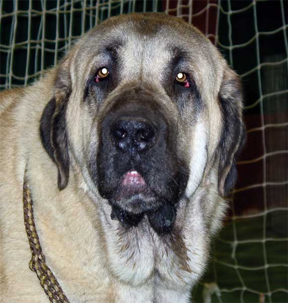 Ron, Exc. 2, RCAC -Intermediate Class Males - XXV Monográfica AEPME, Agoncillo, La Rioja, Spain - 30.10.2005
(Ordoño x Princes de Vega de Albare)
Born: 28.03.2004
Breeder: Angel Sainz de la Maza 
Owner: César Estébanez Alonso  

Keywords: 2005 baolamadera head portrait cabeza