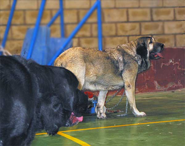 Carbonero de Fuente Mimbre & Gorga de Fuente Mimbre - XXV Monográfica AEPME, Agoncillo, La Rioja, Spain - 30.10.2005
Carbonero: (Ch. Nalón de Ablanera x Gorga de Fuente Mimbre) - Born: 13.03.2003 - Breeder & owner: Francisco Torrijos
Gorga: (Ulises de Ablanera x Laya de Trashumancia) - Born: 13.12.2000 - Breeder & owner: Francisco Torrijos

Keywords: 2005 fuentemimbre