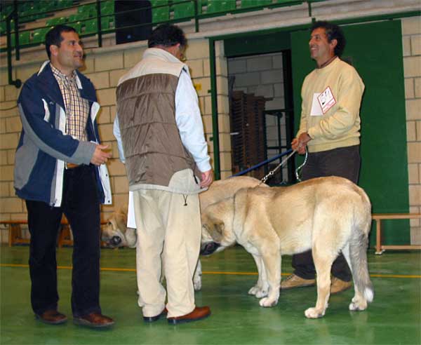 Mastines from kennel Galisancho - XXV Monográfica AEPME, Agoncillo, La Rioja, Spain - 30.10.2005
Keywords: 2005 galisancho