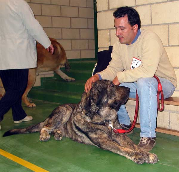 Morgan del Agostadero, Exc. 6 - Open Class Males - XXV Monográfica AEPME - 30.10.2005
(Mirto x Cucaracha de Jusiante)
Born: 25.03.2003
Breeder & owner: Francisco Benito Simón
 

Keywords: 2005 agostadero