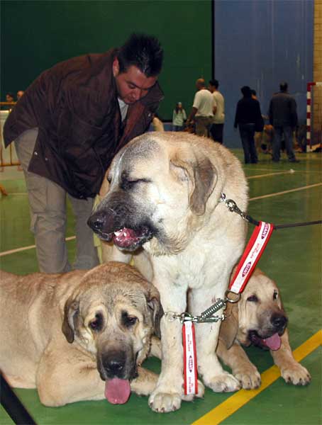 Show de Lunava - Tarzán de Galisancho - Boma de Valdejera - XXV Monográfica AEPME - 30.10.2005
Show: (Doncel de Galisancho x Nina de Valdejera) - Born: 04.12.2004 - Breeder: Kennel Lunava, owner: Jorge Rubio Martínez
Tarzán: (Zar de Cueto Negro x Musa de Galisancho) - Born: 18.12.2003 - Breeder: Pedro García Martín, owner: Jorge Rubio Martínez
Boma: (Tajo de la Peña Mora x Moira de Valdejera) - Born: 15.03.2005 - Breeder: Eduardo Sierra, owner: Jorge Rubio Martínez  

Keywords: 2005