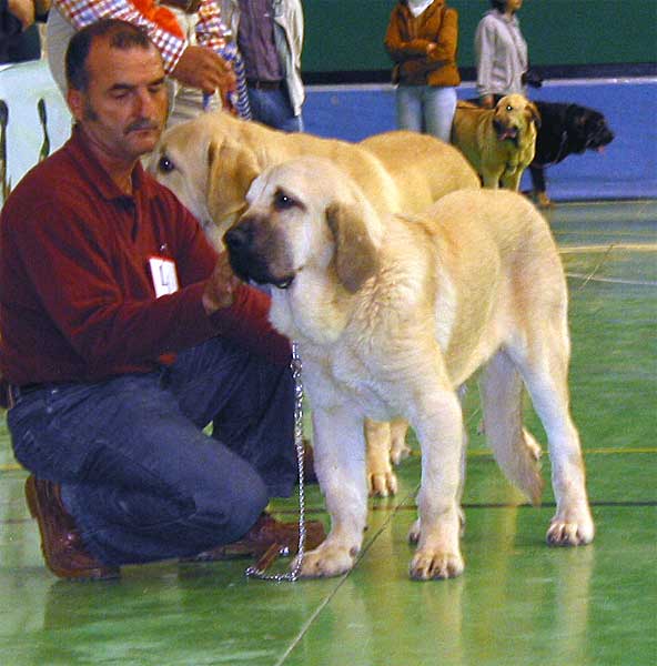 Curro de Fieranoble, Promising 3 - Puppy Class Males - XXV Monográfica AEPME 30.10.2005
Curro: (Rodrigo de Babia x Alma de Fieranoble) 
Born: 26.03.2005 
Breeder & owner: Juan Luis Ortega Martínez  
 
  

Keywords: 2005 puppyspain puppy cachorro