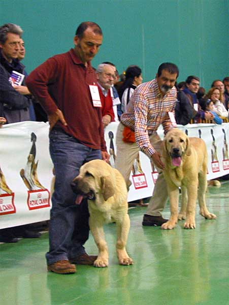 Curro de Fieranoble, Promising 3 - Iker, Promising 4 - Puppy Class Males - XXV Monográfica AEPME 30.10.2005
Curro: (Rodrigo de Babia x Alma de Fieranoble) Born: 26.03.2005 - Breeder & owner: Juan Luis Ortega Martínez
Iker: (Ch. Cañon de Fuente Mimbre x Seda de Cueto Negro) - Born: 01.04.2005 - Breeder: Ramón Sampedro, owner: Francisco Díaz Cueva
 

Keywords: 2005