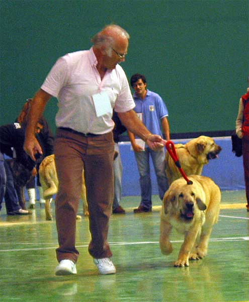 Komombo de Montes del Pardo, Promising 1 & Best Puppy - Puppy Class Males - XXV Monográfica AEPME 30.10.2005
(Sambo x Dama de Fontanar) 
Born: 13.05.2005
Breeder & owner: Sergio de Salas  

Keywords: 2005 puppyspain puppy cachorro