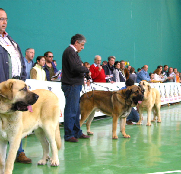 Zanco de Valdejera, Exc. 4 - Tiziano de Babia, VG - Seo de Torreanaz, Exc. 1, Best Young & BIS 3 - Young Class Males - XXV Monográfica AEPME 30.10.2005
Zanco: (Tajo de la Peña Mora x Aretha de Valdejera) - Born: 04.11.2004 - Breeder: Eduardo Sierra, owner: Adolfo Campo Martín 
Tiziano: (Apolo de Cueto Negro x Concha de Babia) - Born: 10.08.2004 - Breeder: Pedro Alvarez Barriada, owner: Andrés Hernández Padro 
Seo: (Llanero de Ablanera x Tina de Babia) - Born: 01.07.2004 - Breeder & owner: Alfonso Piris López-Dóriga
Keywords: 2005