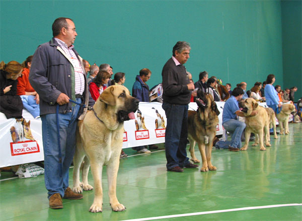 Zanco de Valdejera, Exc. 4 - Tiziano de Babia, VG - Seo de Torreanaz, Exc. 1, Best Young & Fenix Tornado Erben VG - Young Class Males - XXV Monográfica AEPME 30.10.2005
Zanco: (Tajo de la Peña Mora x Aretha de Valdejera) - Born: 04.11.2004 - Breeder: Eduardo Sierra, owner: Adolfo Campo Martín 
Tiziano: (Apolo de Cueto Negro x Concha de Babia) - Born: 10.08.2004 - Breeder: Pedro Alvarez Barriada, owner: Andrés Hernández Padro 
Seo: (Llanero de Ablanera x Tina de Babia) - Born: 01.07.2004 - Breeder & owner: Alfonso Piris López-Dóriga
Fenix: (Druso de la Aljabara x Cica Ha-La-Mü) - Born: 30.01.2005 - Breeder: Lenka Erbenova, owner: Tomás Kress 

Keywords: 2005