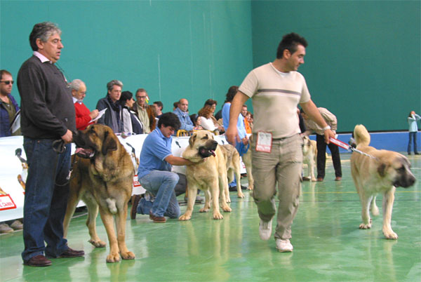 Tiziano de Babia, VG - Seo de Torreanaz, Exc. 1, Best Young & Show de Lunava, Exc. 2 - Young Class Males - XXV Monográfica AEPME 30.10.2005
Tiziano: (Apolo de Cueto Negro x Concha de Babia) - Born: 10.08.2004 - Breeder: Pedro Alvarez Barriada, owner: Andrés Hernández Padro 
Seo: (Llanero de Ablanera x Tina de Babia) - Born: 01.07.2004 - Breeder & owner: Alfonso Piris López-Dóriga
Show: (Doncel de Galisancho x Nina de Valdejera) - Born: 04.12.2004 - Breeder: Kennel Lunava, owner: Jorge Rubio Martínez 

Keywords: 2005