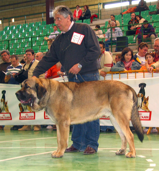 Tiziano de Babia, VG - Young Class Males - XXV Monográfica AEPME 30.10.2005
(Apolo de Cueto Negro x Concha de Babia)
Born: 10.08.2004
Breeder: Pedro Alvarez Barriada
Owner: Andrés Hernández Padro  

Keywords: 2005