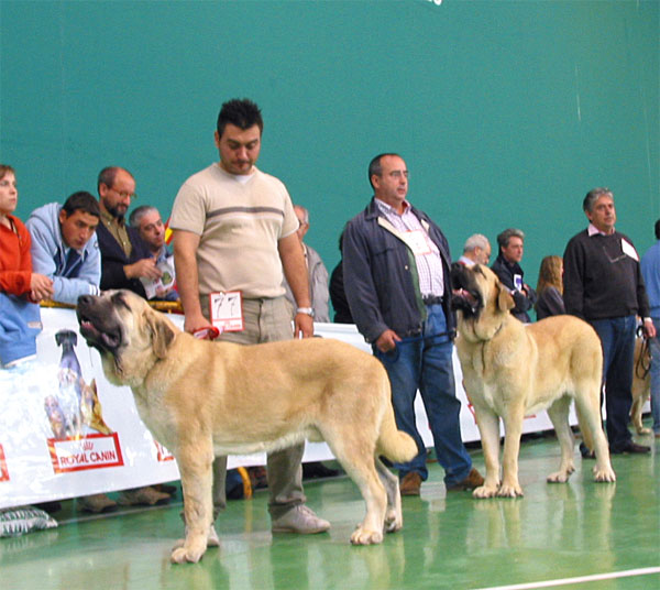 Show de Lunava, Exc. 2 - Zanco de Valdejera, Exc. 4 - Young Class Males - XXV Monográfica AEPME 30.10.2005
Snow: (Doncel de Galisancho x Nina de Valdejera) - Born: 04.12.2004 - Breeder: Kennel Lunava, owner: Jorge Rubio Martínez 
Zanco: (Tajo de la Peña Mora x Aretha de Valdejera) - Born: 04.11.2004 - Breeder: Eduardo Sierra, owner: Adolfo Campo Martín 
Keywords: 2005