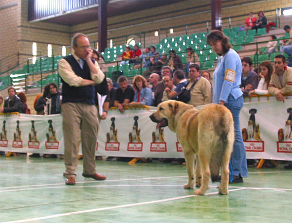 Fenix Tornado Erben, VG - Young Class Males - XXV Monográfica AEPME 30.10.2005
(Druso de la Aljabara x Cica Ha-La-Mü) 
Born: 30.01.2005
Breeder: Lenka Erbenova
Owner: Tomás Kress  

Keywords: 2005