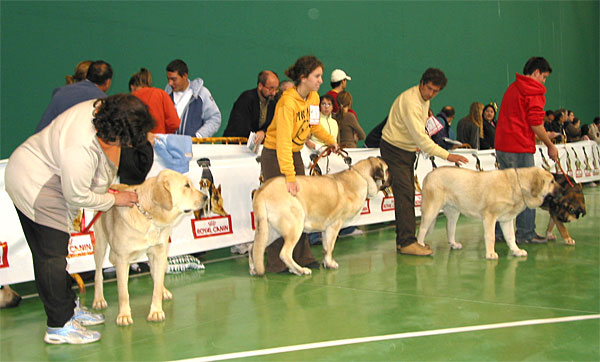 Falsa Des Gardkiens D\'Eckmühl, G - Felpa de Fuente Mimbre, Exc. 7 & Brisa de Galisancho, Exc. 3 - Young Class Females - XXV Monográfica AEPME 30.10.2005
Falsa: (Caballero de Hazas de Cesto x Tramontana) - Born: 09.09.2004 - Breeder: José Fdo. Uslé Rugama, owner: Cathy Dandelot
Felpa: (Tajo de la Peña Mora x Aretha de Valdejera) - Born: 04.11.2004 - Breeder: Eduardo Sierra, owner: Iria Castello
Brisa: (Apolo de Fontanar x Braña de Galisancho) - Born: 16.01.2005 - Breeder & owner: Pedro García Martí
Keywords: 2005