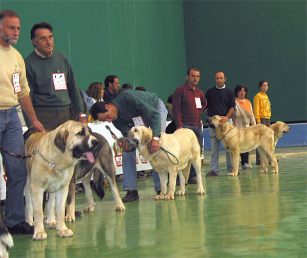 Marca, Exc. 4 - Perla de Fuente Mimbre, Exc. 2 - Bruma de Galisancho, Exc. 1 - Young Class Females - XXV Monográfica AEPME 30.10.2005
Marca: (Ch. Nalón de Montes del Pardo x Tania de la Peña Mora) - Born: 15.12.2004 - Breeder: Angel Sáinz de la Maca, owner: César Estébanez Alonso
Perla: (Ch. Cañon de Fuente Mimbre x Arpa de Fuente Mimbre) - Born: 29.05.2004 - Breeder: Francisco Torrijos, owner: Manuel de Prado 
Bruma: (Apolo de Fontanar x Braña de Galisancho) - Born: 16.01.2005 - Breeder: Pedro García Martín, owner: Kennel Lunava
Keywords: 2005