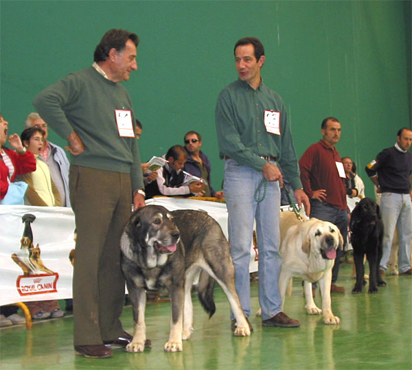 Pinta I de Fuente Mimbre, Exc. 5 - Perla de Fuente Mimbre, Exc. 2 - Mora II de Babia, VG - Young Class Females - XXV Monográfica AEPME 30.10.2005
Pinta I: (Ch. Cañon de Fuente Mimbre x Arpa de Fuente Mimbre) - Born: 29.05.2004 - Breeder Francisco Torrijos, owner: Angel Merino
Perla: (Ch. Cañon de Fuente Mimbre x Arpa de Fuente Mimbre) - Born: 29.05.2004 - Breeder: Francisco Torrijos, owner: Manuel de Prado
Mora II: (Ch. Ulises de Babia x Cira de las Cañadas) - Born: 25.09.2004 - Breeder: Pedro Alvareez, owner: Juan Luis Ortega Martínez 
Keywords: 2005