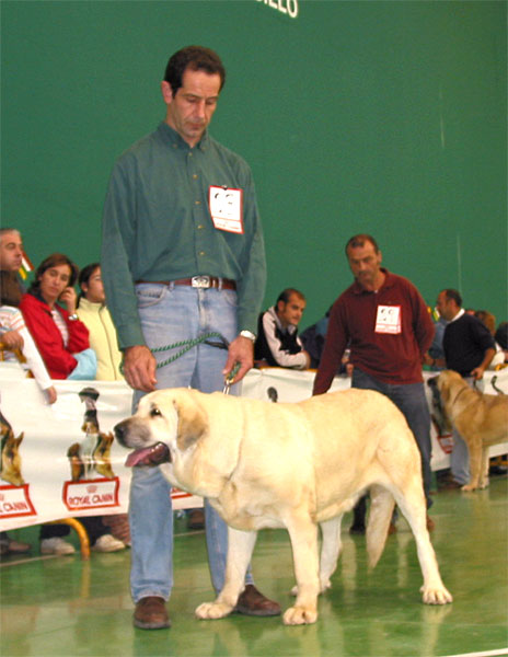 Perla de Fuente Mimbre, Exc. 2 - Young Class Females XXV Monográfica AEPME 30.10.2005
(Ch. Cañon de Fuente Mimbre x Arpa de Fuente Mimbre)
Born: 29.05.2004
Breeder Francisco Torrijos
Owner: Manuel de Prado  

Keywords: 2005