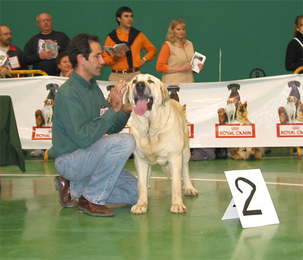 Perla de Fuente Mimbre, Exc. 2 - Young Class Females, XXV Monográfica AEPME 30.10.2005
(Ch. Cañon de Fuente Mimbre x Arpa de Fuente Mimbre)
Born: 29.05.2004
Breeder: Francisco Torrijos
Owner: Manuel de Prado 


Keywords: 2005