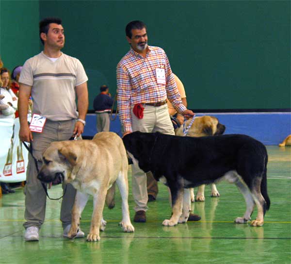 Tarzan de Galisancho, VG - Azabache, Exc. 3 - Intermediate Class Males - XXV Monográfica AEPME 30.10.2005
Tarzan: (Zar de Cueto Negro x Musa de Galisancho) - Born: 18.12.2003 - Breeder: Pedro García Martín, owner: Jorge Rubio Martíinez
Azabache: (Ribero de Reciecho x Clara de Campollano) - Born: 19.01.2004 - Breeder: Luis Moncada, owner: Francisco Díaz Cueva  
 
  

Keywords: 2005