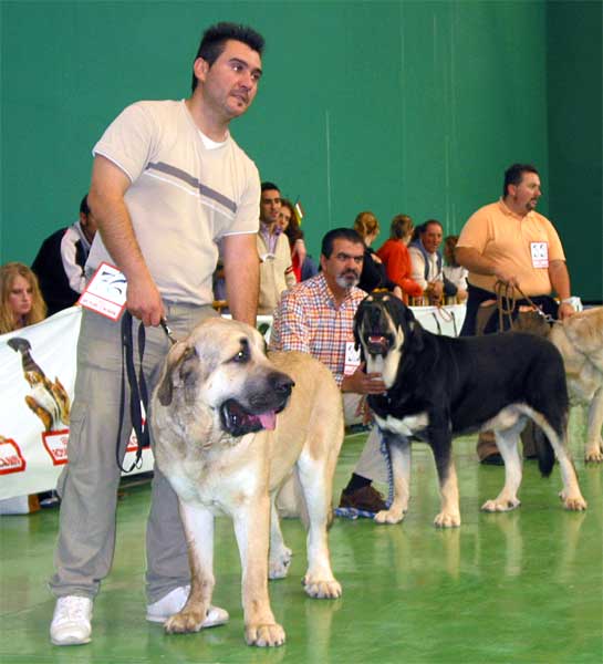 Tarzan de Galisancho, VG - Azabache, Exc. 3 - Intermediate Class Males - XXV Monográfica AEPME 30.10.2005
Tarzan: (Zar de Cueto Negro x Musa de Galisancho) - Born: 18.12.2003 - Breeder: Pedro García Martín, owner: Jorge Rubio Martíinez
Azabache: (Ribero de Reciecho x Clara de Campollano) - Born: 19.01.2004 - Breeder: Luis Moncada, owner: Francisco Díaz Cueva 

Keywords: 2005