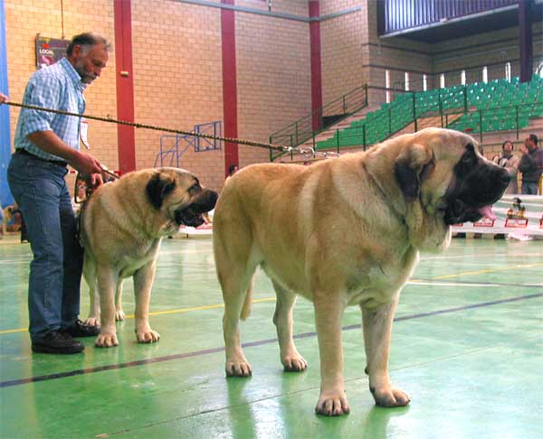 Ron, Exc. 2, RCAC - Sansón, Exc. 1, CAC, Best Male & Best in Show - Intermediate Class Males, XXV Monográfica AEPME, Agoncillo, La Rioja, Spain - 30.10.2005
(Ordoño x Princess de Vega Albares)
Born: 28.03.2004
Breeder: Angel Sáinz de la Maza
Owner: César Estébanaz Alonso 

Keywords: 2005 baolamadera