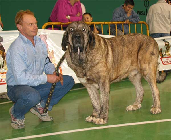 Caballero de Hazas de Cesto, Exc. 3, Open Class Males - XXV Monográfica AEPME 30.10.2005
(Abedul de Medina de Pomar x Caldea de El Regato de Subiría)
Born: 16.05.1998
Breeder: José Fdo. Uslé Rugama
Owner: Cathy Dandelot  

Keywords: 2005