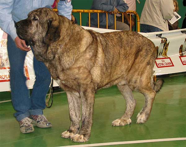 Caballero de Hazas de Cesto, Exc. 3 - Open Class Males - XXV Monográfica AEPME 30.10.2005
(Abedul de Medina de Pomar x Caldea de El Regato de Subiría)
Born: 16.05.1998
Breeder: José Fdo. Uslé Rugama
Owner: Cathy Dandelot  

Keywords: 2005