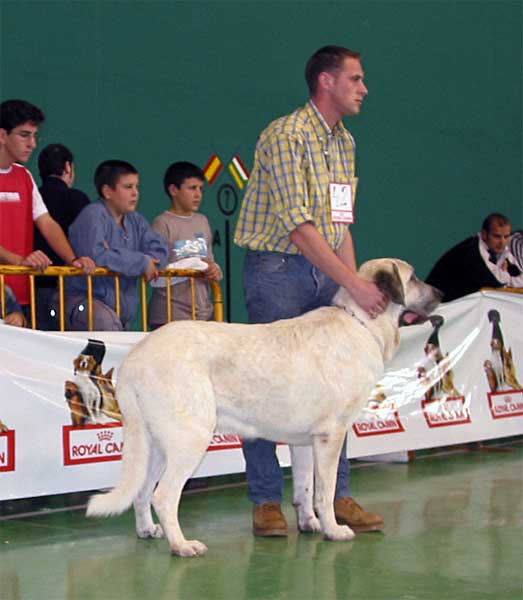 Cobo Albo, G - Open Class Males - XXV Monográfica AEPME 30.10.2005
(Tunante de Autocan x Pury de Valdejera)
Born: 14.10.2003
Breeder: David Fontaine & Sara Villanueva
Owner: Sara Villanueva Alcántara  

Keywords: 2005 alcantara