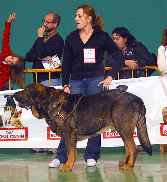 Truhán de Cueto Negro, Exc. 4 - Open Class Males - XXV Monográfica AEPME Agoncillo, La Rioja, Spain - 30.10.2005
(Remo x Nuska) 
Born: 20.08.2000 
Breeder & owner: Agustín Fernández Díez

Keywords: 2005 cuetonegro