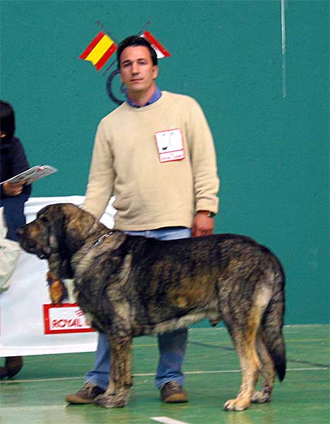 Morgan del Agostadero, Exc. 6 - Open Class Males - Monográfica AEPME Agoncillo, La Rioja, Spain - 30.10.2005
(Mirto x Cucaracha de Jusiante)
Born: 25.03.2003
Breeder & owner: Francisco Benito Simón
Keywords: 2005 agostadero