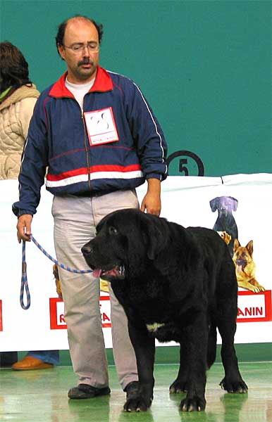 Carbonero de Fuente Mimbre, Exc. 7 - Open Class Males - XXV Monográfica AEPME Agoncillo, La Rioja, Spain - 30.10.2005
(Ch. Nalón de Ablanera x Gorga de Fuente Mimbre)
Born: 13.03.2003
Breeder & owner: Francisco Torrijas 
Keywords: 2005 fuentemimbre