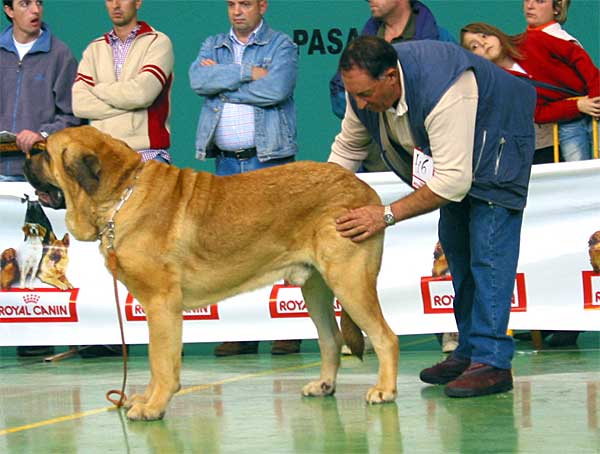 León de Cueto Negro, Exc. 5 - Open Class Males - XXV Monográfica AEPME Agoncillo, La Rioja, Spain - 30.10.2005
(Sultán x Imán de Cueto Negro) 
Born: 15.12.2002
Breeder & owner: Agustín Fernández Díez
 

Keywords: 2005 cuetonegro