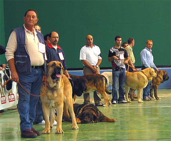 Open Class Males - Monográfica AEPME Agoncillo, La Rioja, Spain - 30.10.2005
Keywords: 2005