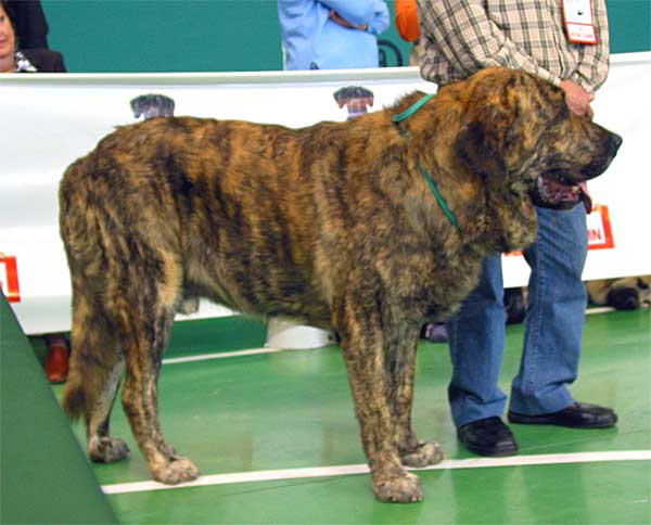 Delco de Autocan, VG - Open Class Males, XXV Monográfica AEPME Agoncillo, La Rioja, Spain - 30.10.2005
(Madero de Autocan x Carxo Cenicienta)
Born: 16.10.2003
Breeder & owner: Isidro García Suárez  

Keywords: 2005 autocan