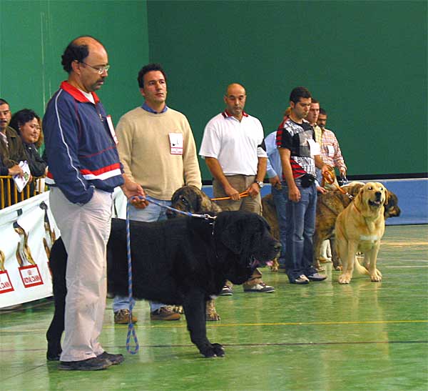 Open Class Males - XXV Monográfica AEPME Agoncillo, La Rioja, Spain - 30.10.2005
In front: Carbonero de Fuente Mimbre, Exc. 7 
- behind him: Morgan del Agostadero, Exc. 6
and the yellow: Don Atila del Espinillo, G  

Keywords: 2005