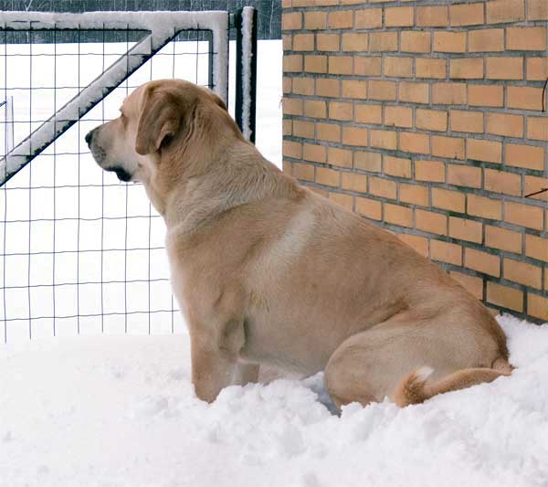 Toro de la Peña Mora - winter 2005
(Ch. Cañon de Fuente Mimbre x Jara de Ablanera)
Born: 28.08.2002

Keywords: sallytoro snow nieve