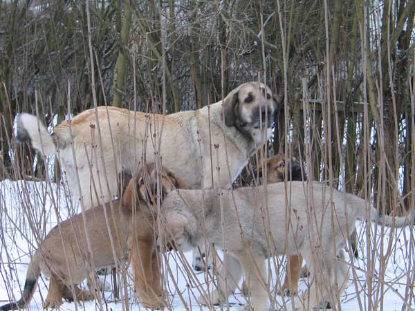 Puppies and their mother - from Latvia
Puppies were born 22.12.2003.

(Baskervil Mastibe x Lunnaja Raduga Zheltaja Magia)
 

Keywords: puppy cachorro snow nieve